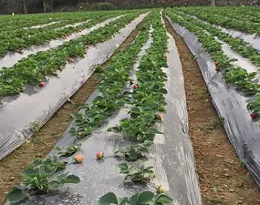 探索生物降解材料在农业生产中的应用